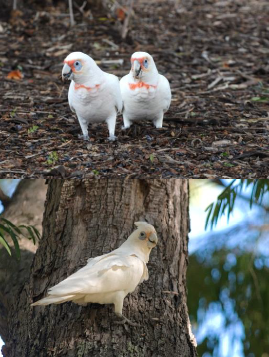 Corellas and Other Flocking Cockatoos